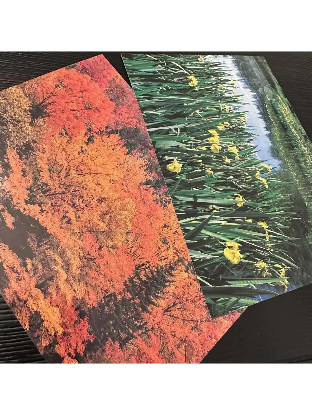 Vintage Current Photography Collection Nature Greeting Cards 7pc Lot New